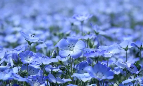 ③ 开花